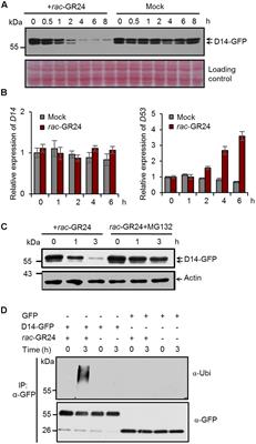 DWARF14, A Receptor Covalently Linked with the Active Form of Strigolactones, Undergoes Strigolactone-Dependent Degradation in Rice